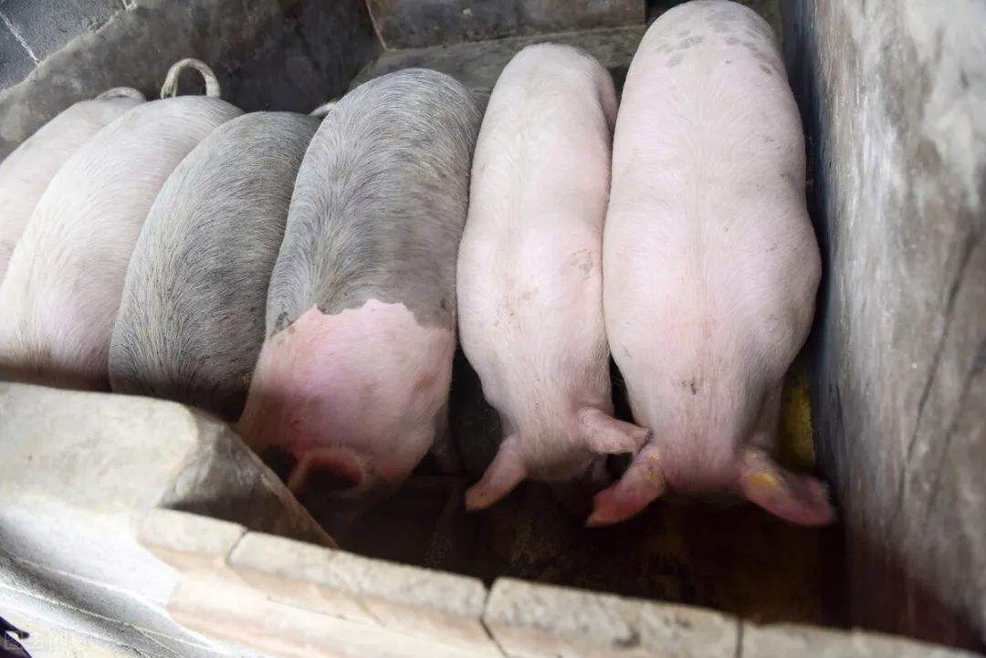 200斤肥猪拉稀怎么治疗?养猪人赶快收藏学习