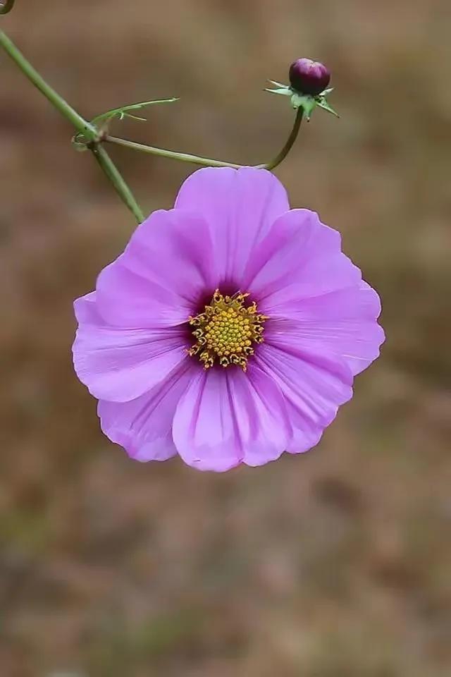 格桑花 手机壁纸 清新图片