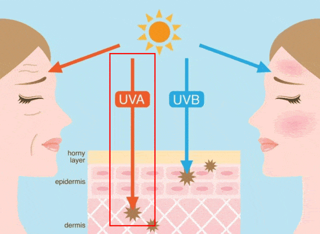 【  日晒:】是黑色素在皮肤沉积的主要原因, 紫外线不仅可以激活酪