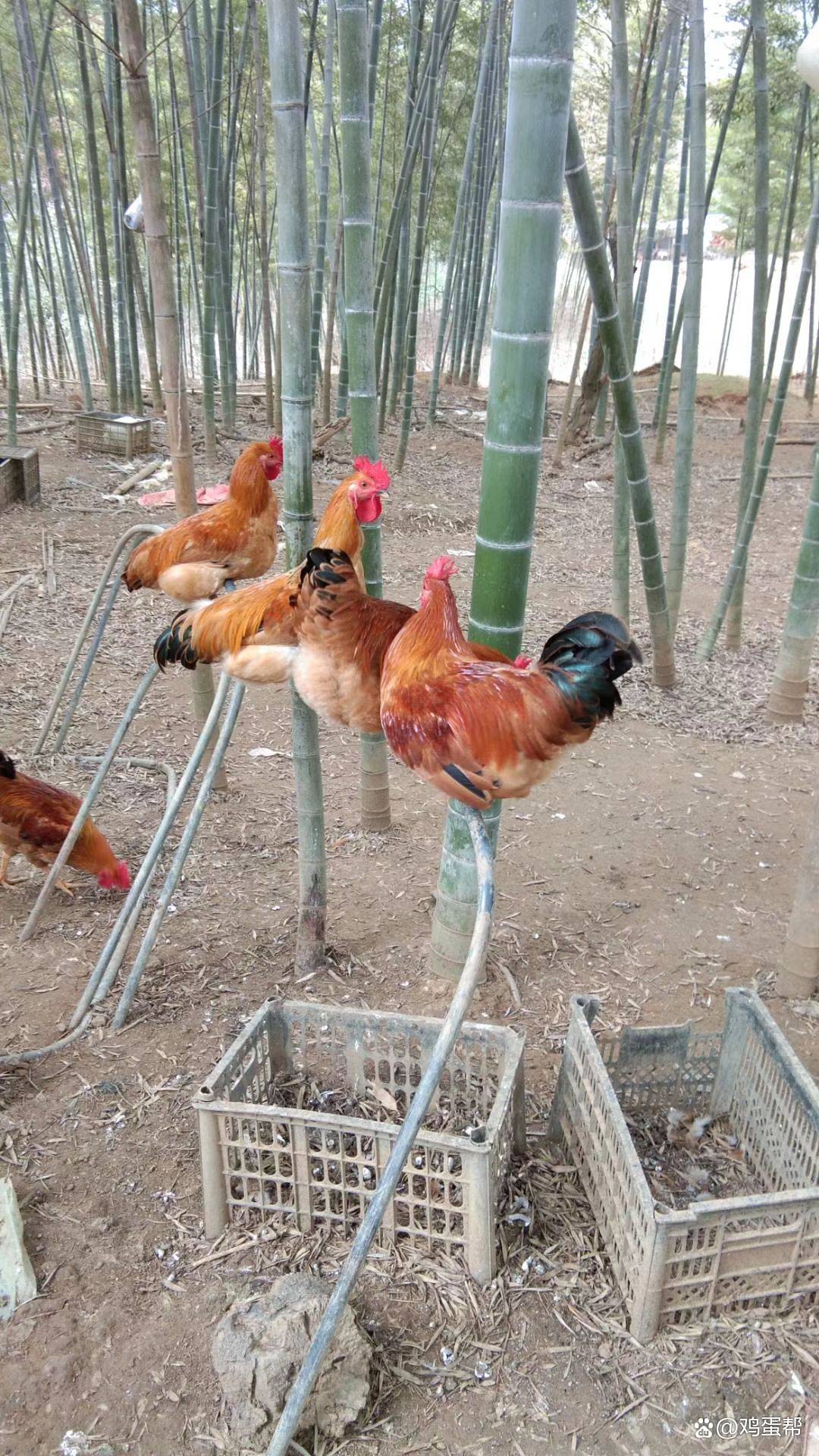 中国十大名鸡品种！