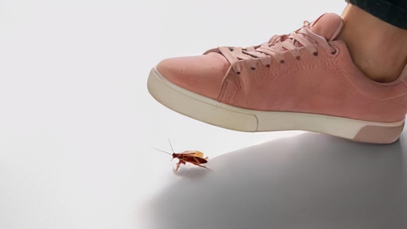 很多人不知"蟑螂"的天敌是啥:屋内放1个它,蟑螂"消失