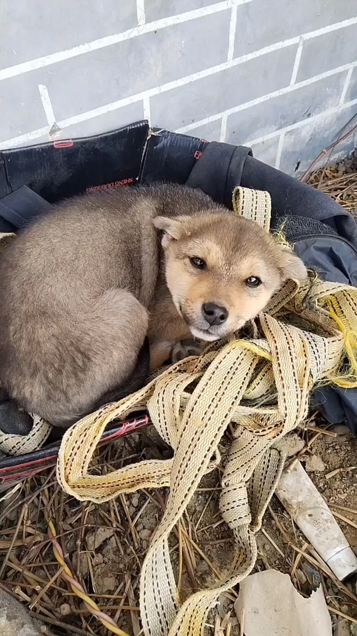 看看我家的中华田园犬