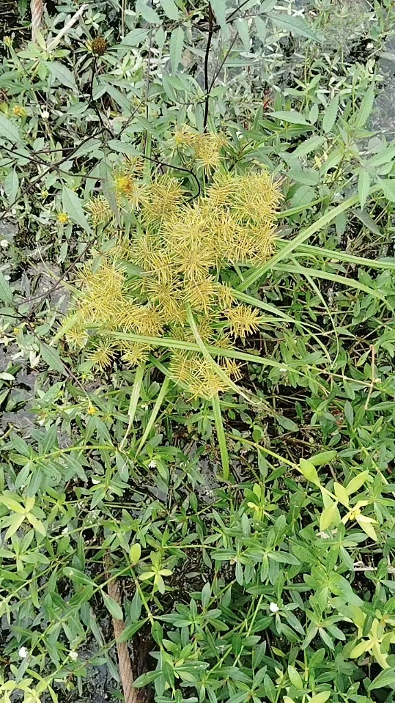 香茅的功效与作用禁忌图片