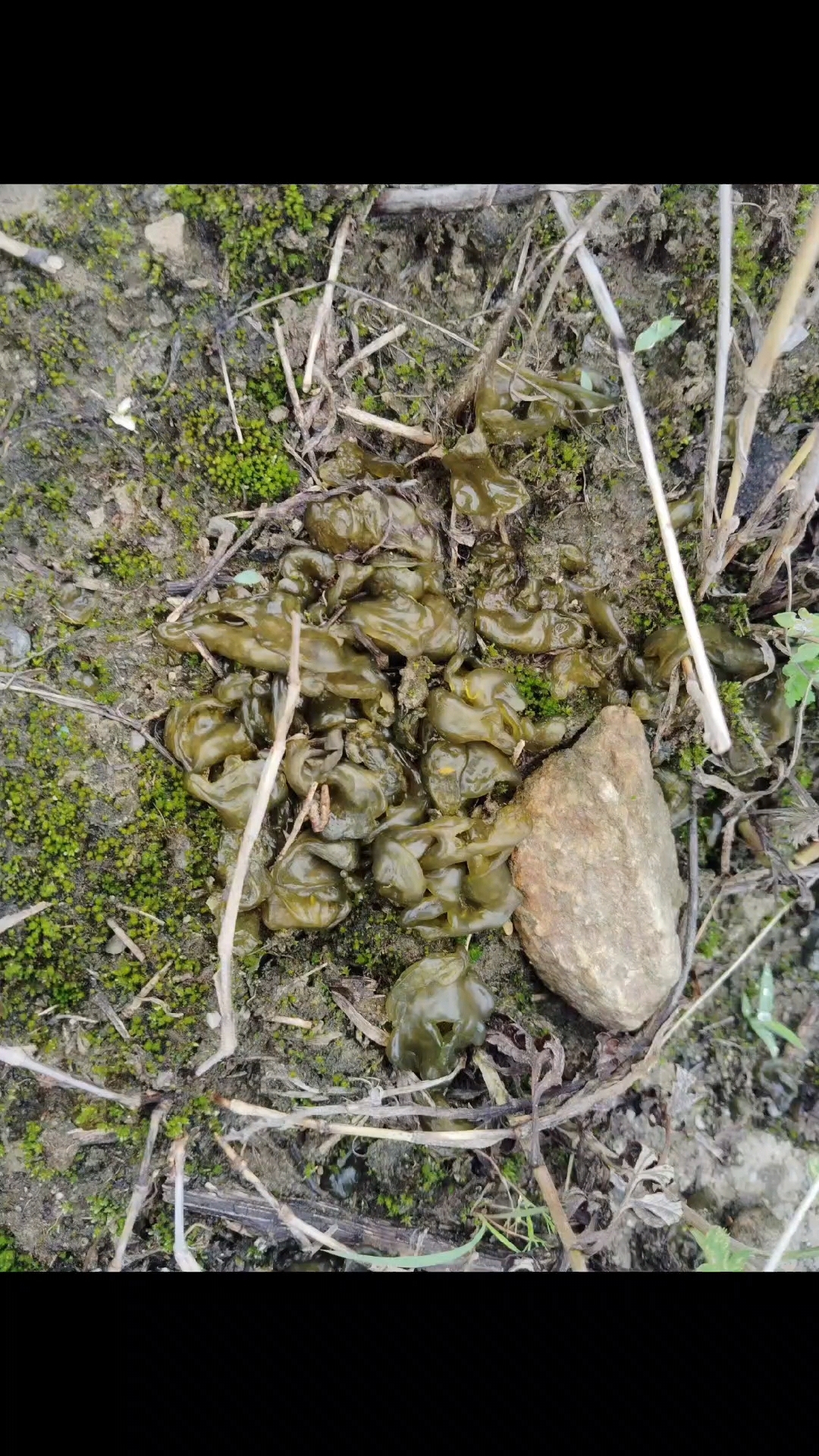 地软又名地耳,是一种以野味煎炸烹饪都可以制作出一道鲜而又美味
