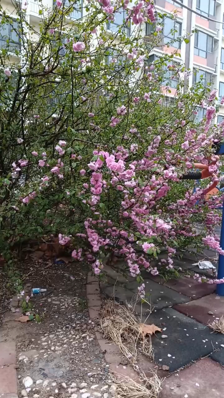 花树开花了真的好美春天花开谷雨踏青