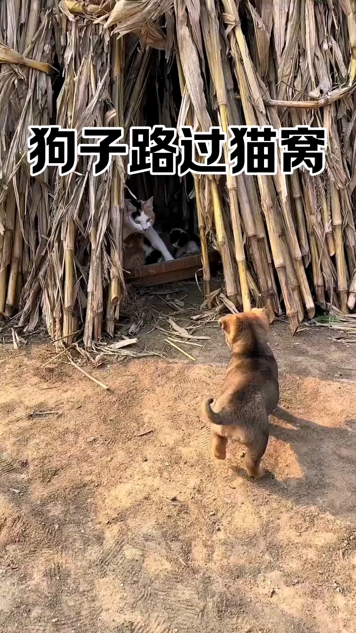 狗走窝子图片