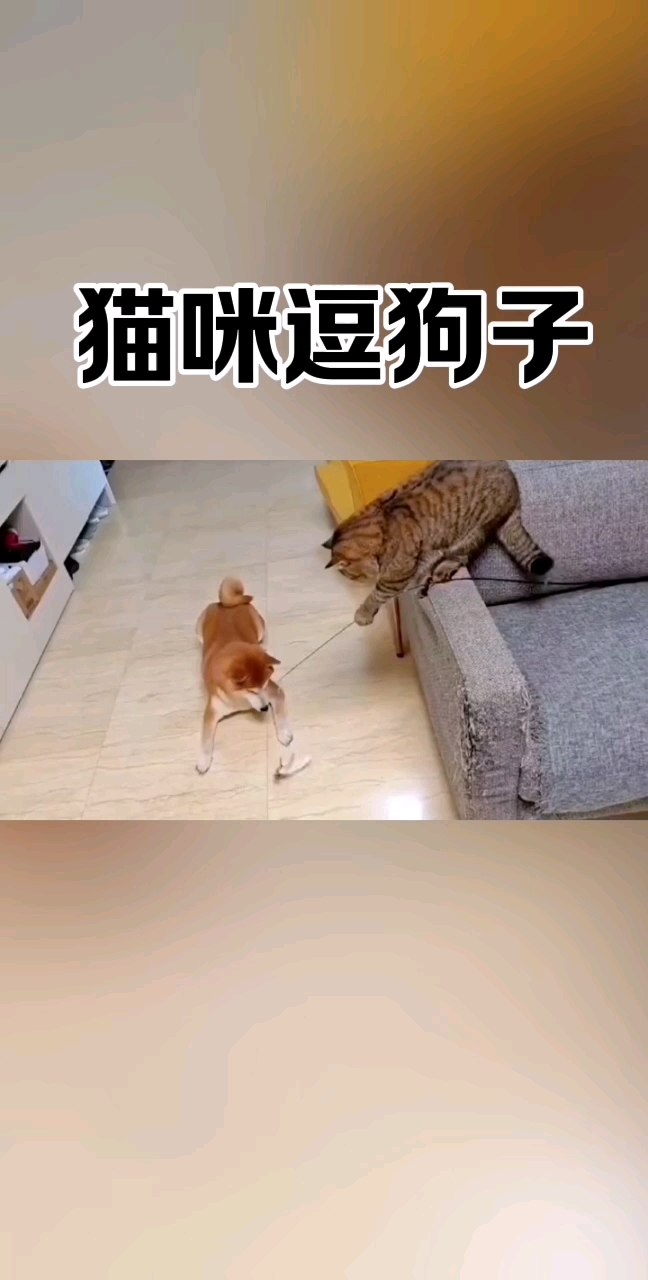 猫咪逗狗子