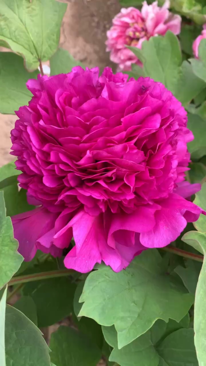 不愧是三倍体牡丹花,首案红开花就是漂亮,最主要根还是紫色的