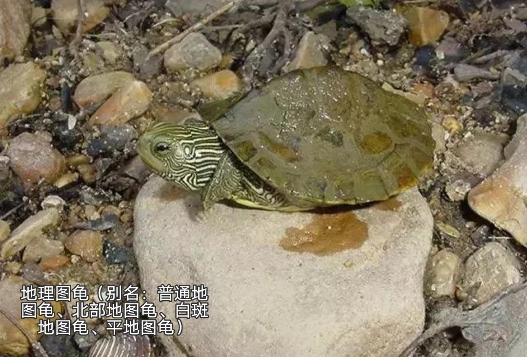 地图龟是龟界的哈士奇,也是适合新手饲养的观赏龟,地图龟有13种