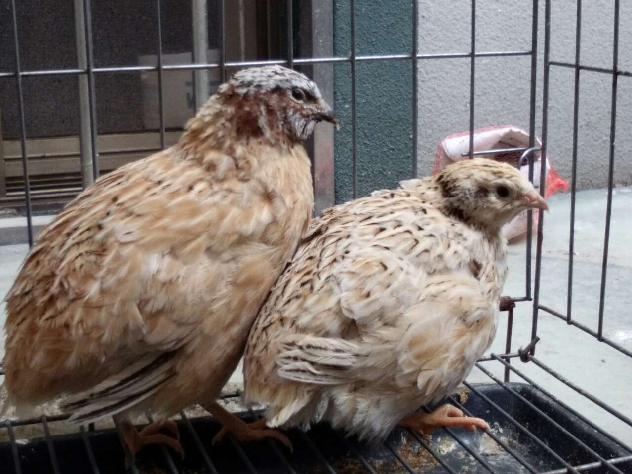 鹌鹑养殖需要预防哪些疾病?快收藏!