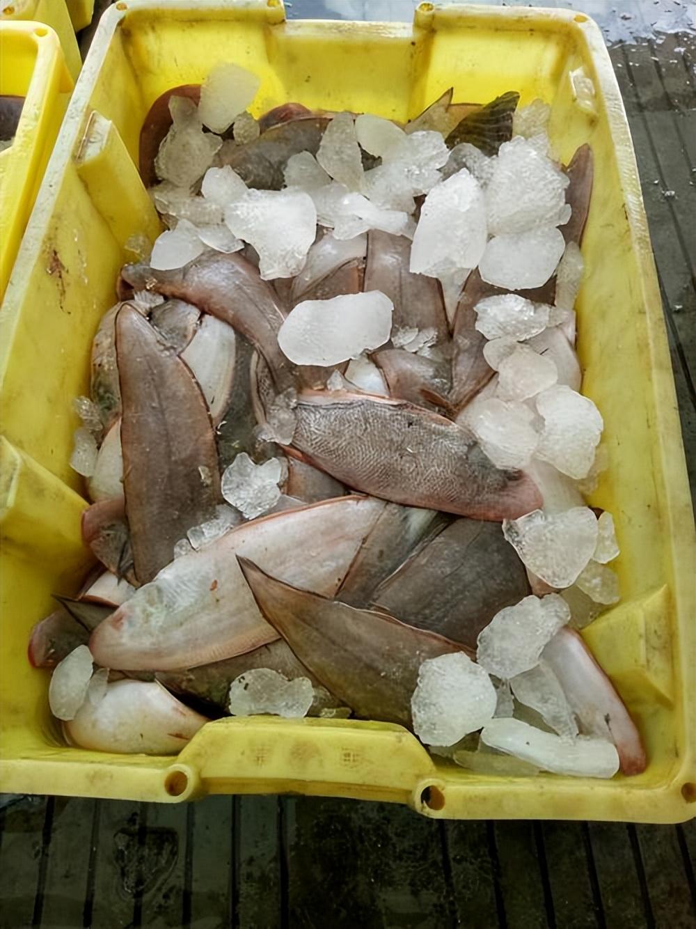 浙江宁波钓鱼人钓到80斤沙板鱼,卖9000块,不好吃还能卖这么贵?