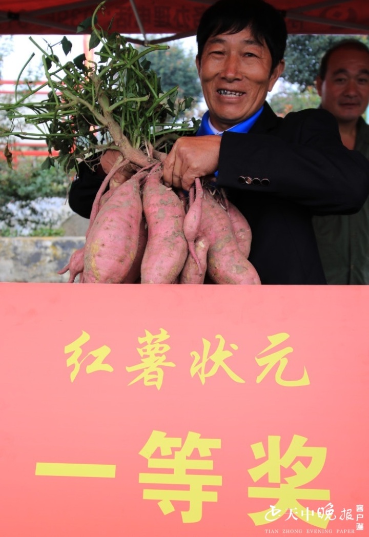 西平红薯节:正阳"红薯大王"叶启营夺得红薯状元