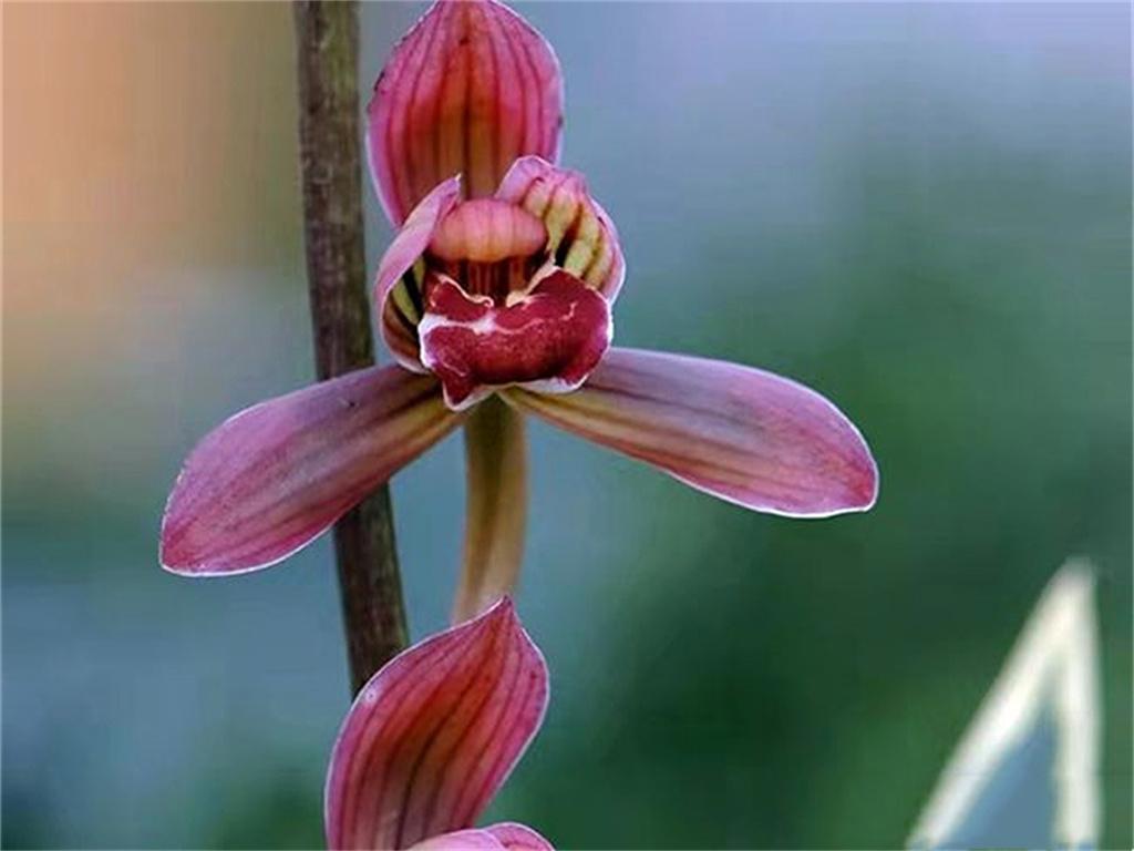 墨兰矮种"红神荷",花色艳丽,兰香浓郁,叶艺完美,新手也能养