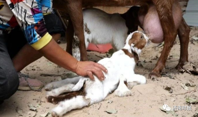 推荐罕见！济南一农户家的母羊生下一只小羊，7条腿8个蹄！