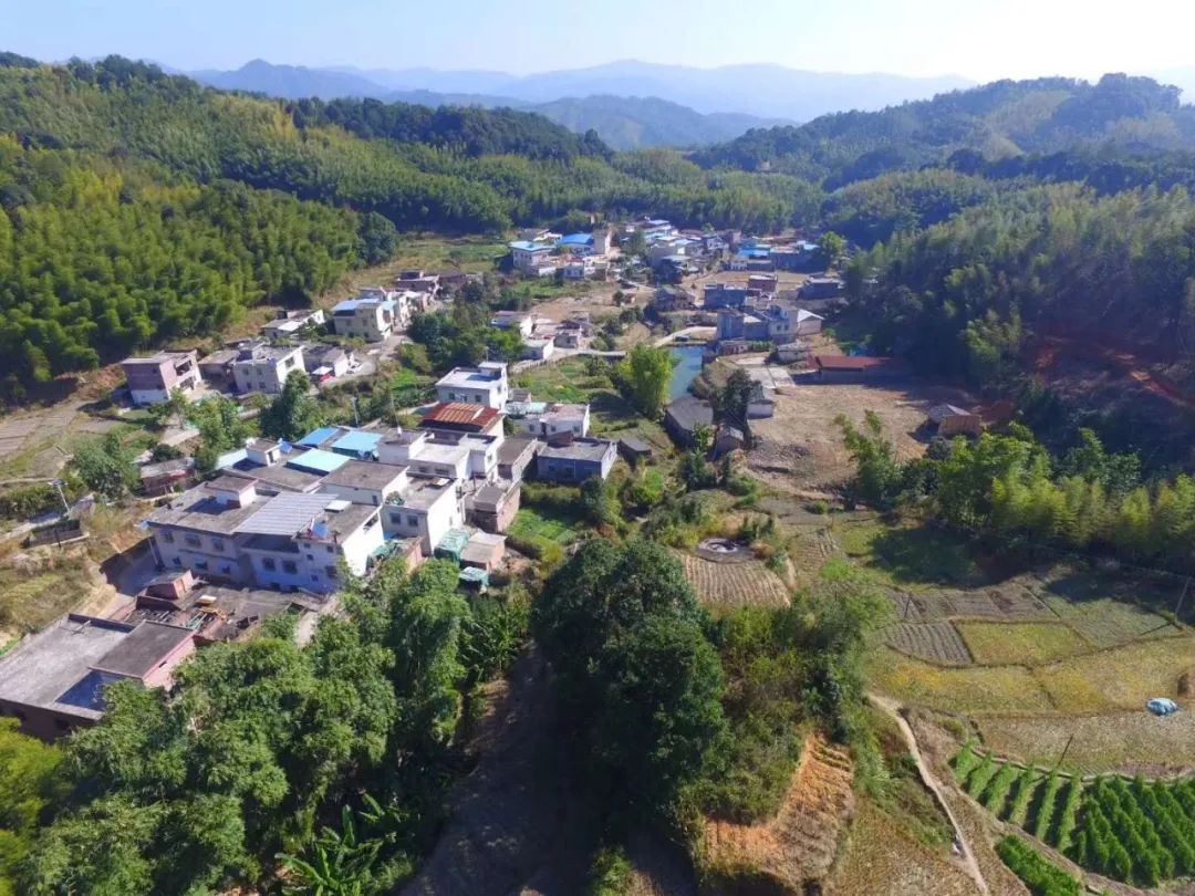 翁源中洞村:做足山林经济大文章  助推脱贫致富奔小康