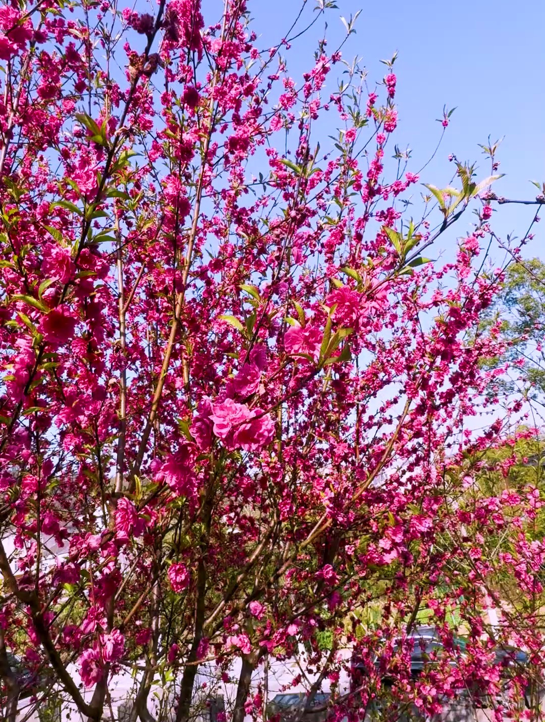中国红樱花已经进入盛花期,红红火火中国红,象征新年开门红