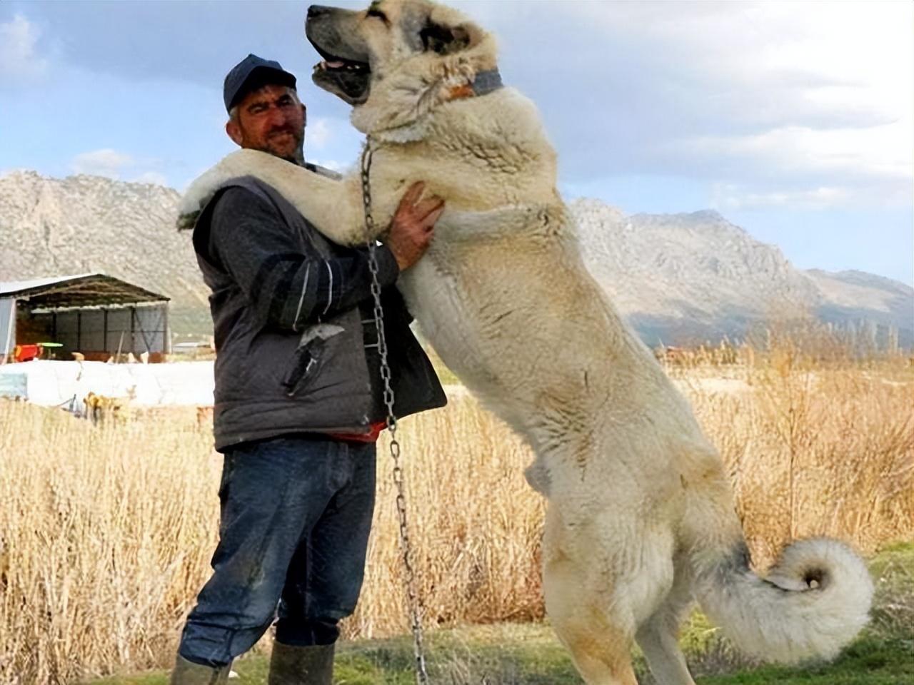 凶猛的犬种图片