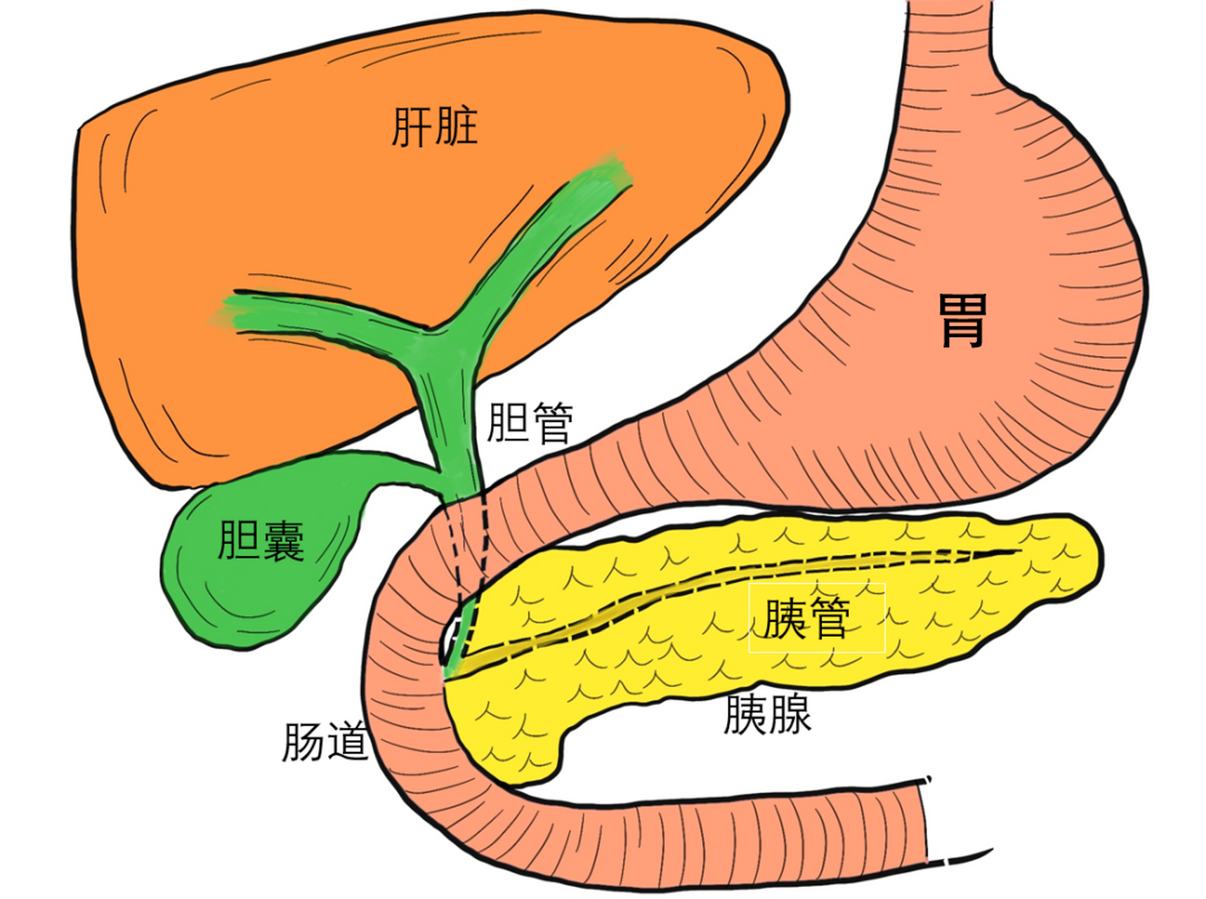 胆囊不一样,胆囊在不吃饭的时候,它是不收缩不排空的,所以说你不