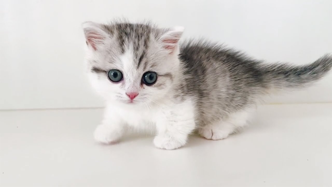 小奶猫0 – 1 岁照顾经验分享,饲养完整攻略!