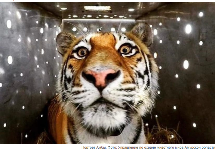 俄罗斯母老虎"潜入"大兴安岭