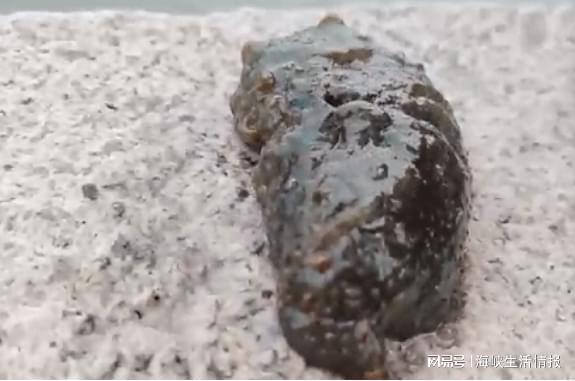 厦门筼筜湖惊现蓝斑背肛海兔