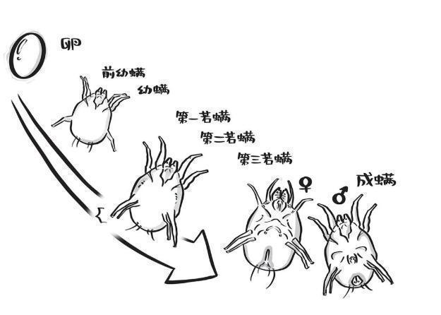螨虫最大"天敌"居然不是暴晒?教你一个笨方法,让螨虫"统统消失"