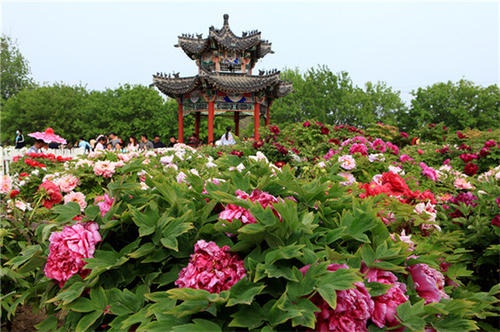 菏泽"巨无霸"景区走红,号称"小洛阳",是观赏游玩的理想胜地