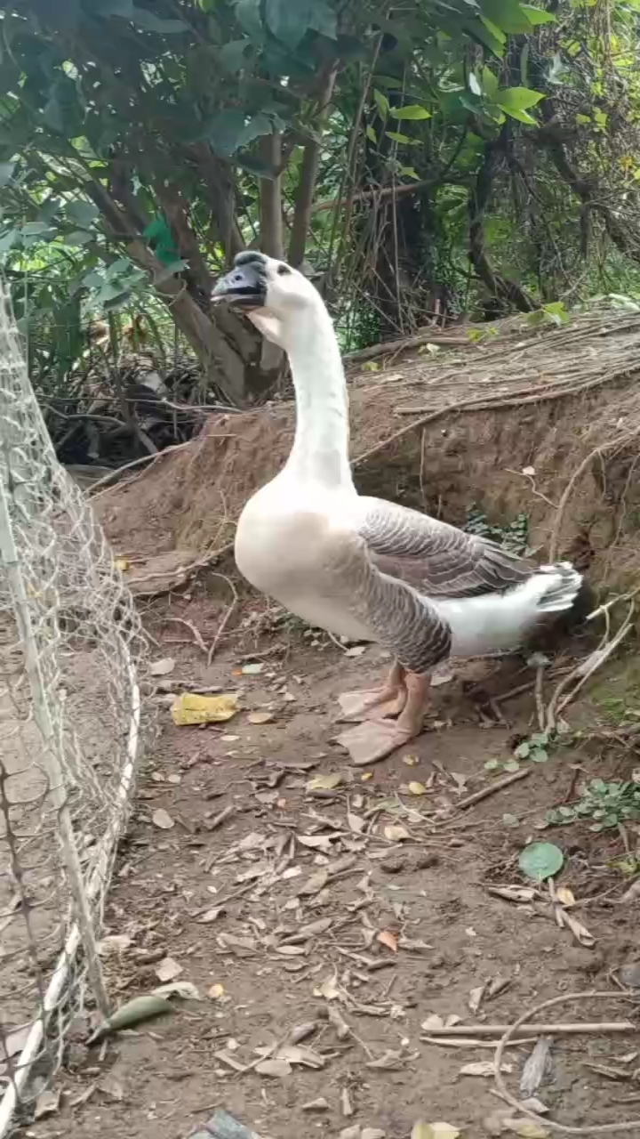 特大种狮头鹅公鹅