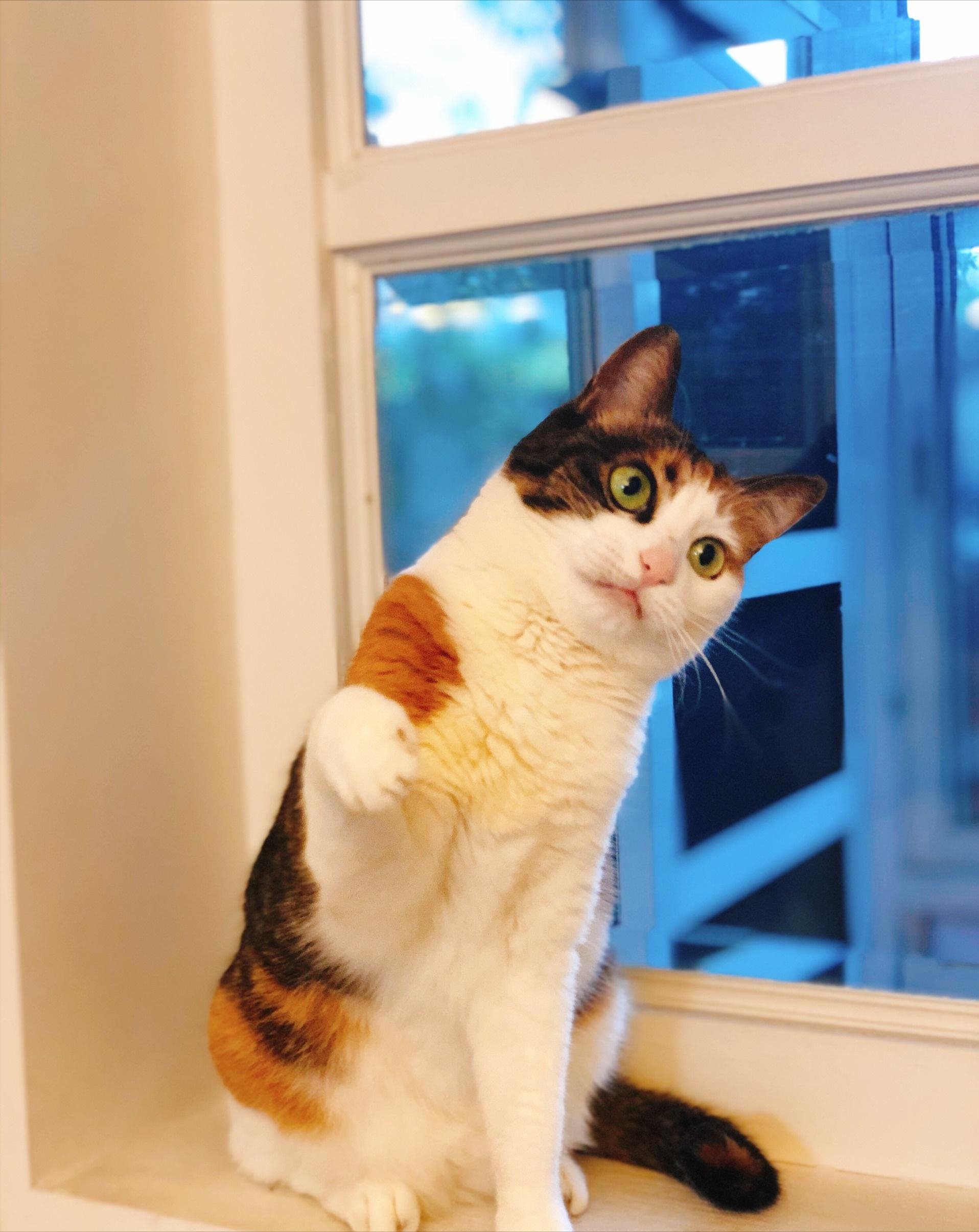 为什么那么多人爱养"三花猫",网友:养了就不换猫了