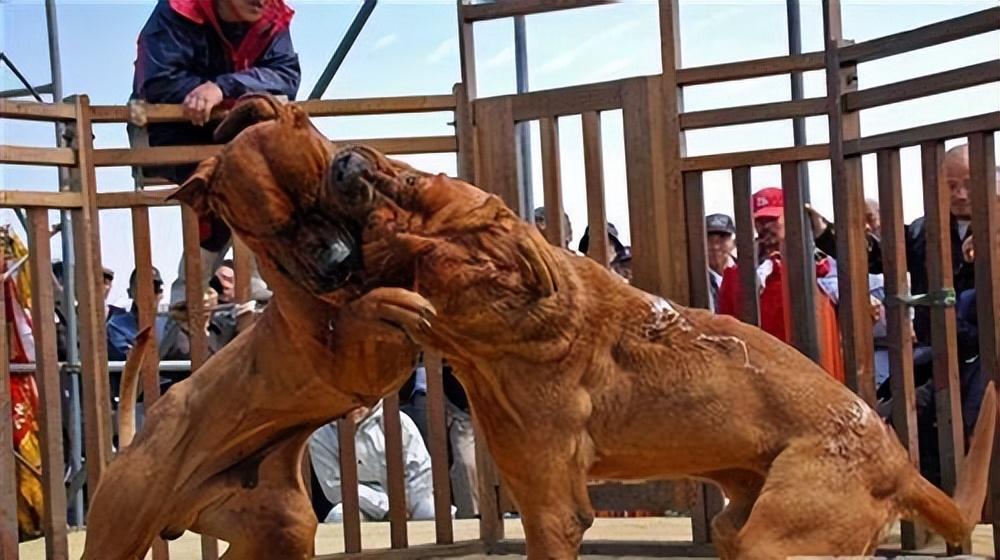 世界上十大凶猛犬種,藏獒只能排排後?(上)