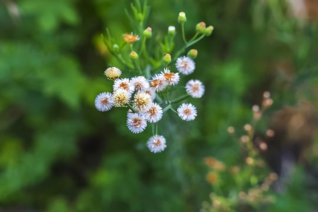 农村草药神奇功效多多,这种"香丝草"竟然可以治感冒