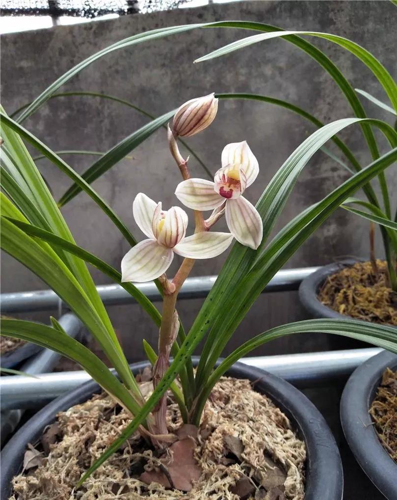 莲瓣兰荷瓣精品紫熙荷,正格荷瓣,中宫圆润,花守极佳,魅力十足