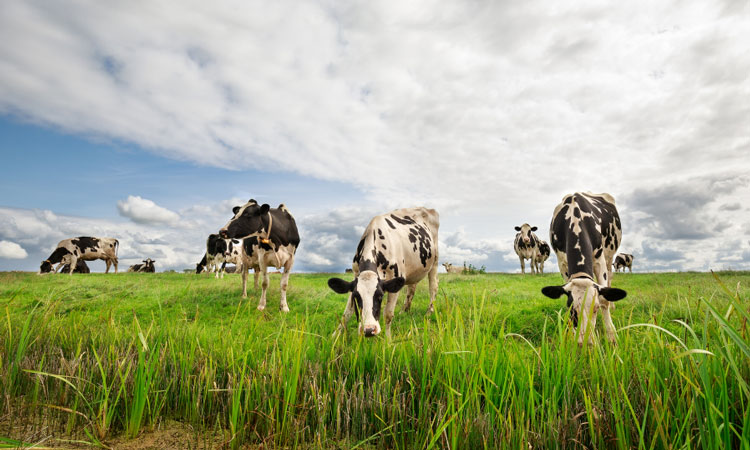 年年丰收,为何还大量进口粮食?粮食进口刷新1.6亿吨背后的秘密