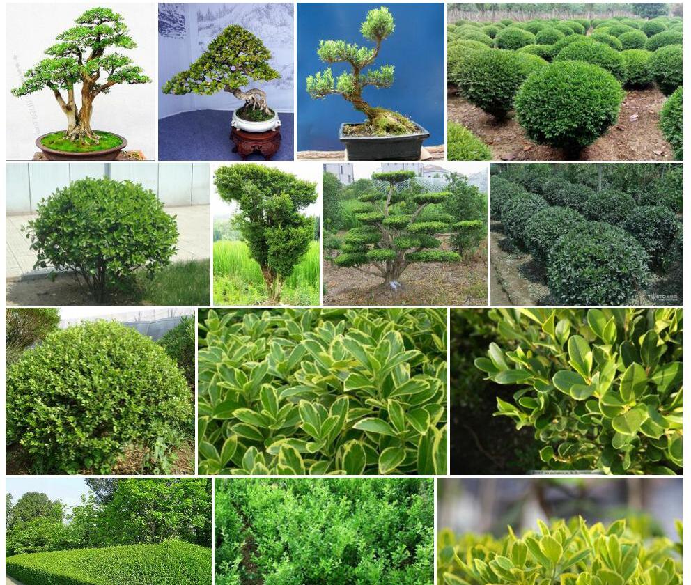 中国十大珍贵树种排名,海南黄花梨位列榜首