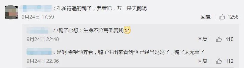 |男子网购孔雀蛋,精心照顾一个月,结果孵出……把网友逗乐了