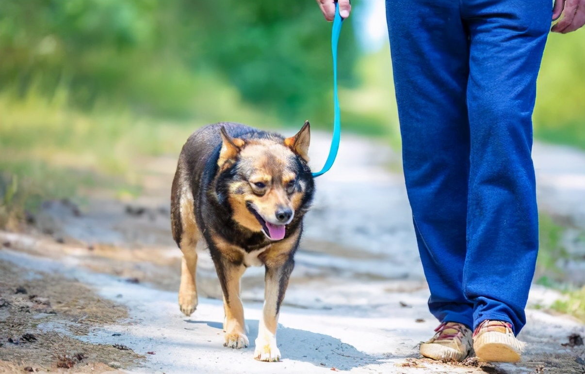 带狗遛弯,这些方式非常"伤狗",小心瘫痪
