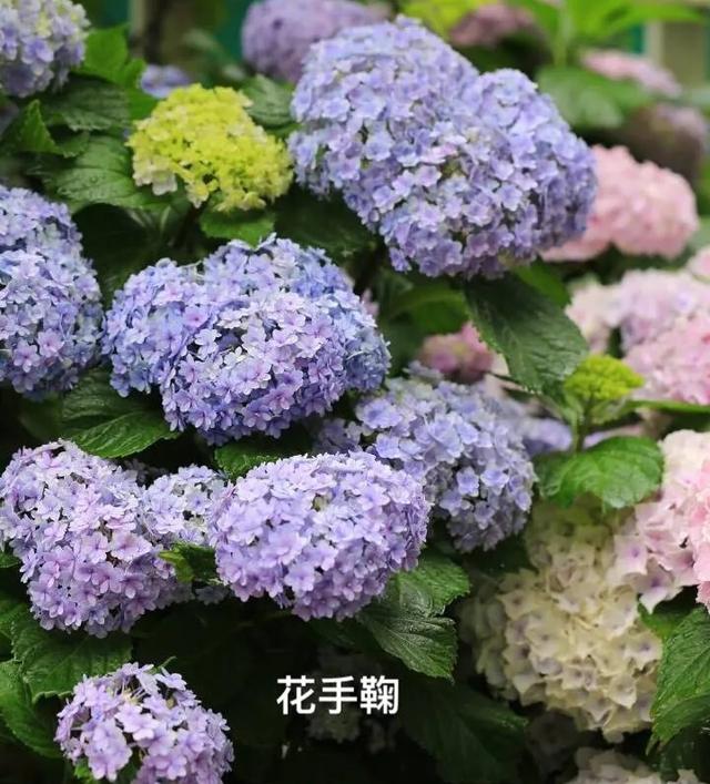 繡球花品種名大全,77種繡球圖鑑,歡迎花友們來補充