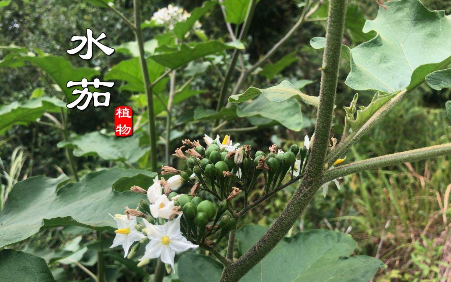 水茄,花像个五角星,果实可明目,叶可治疮毒,嫩果煮熟可供蔬食