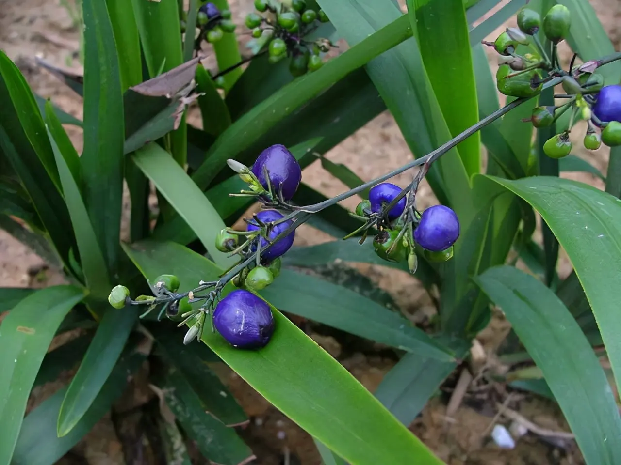 农村有毒植物山菅,人称老鼠砒,常用来做老鼠药,千万别误食