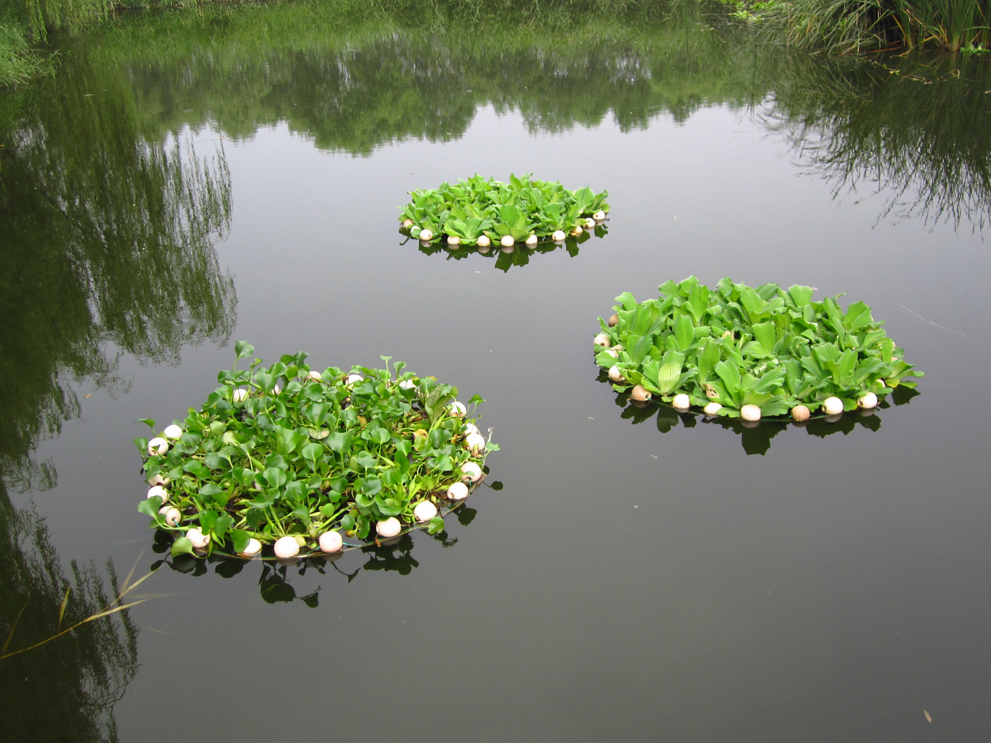 庭院设计师精心总结的15种适合庭院水池栽种的水生植物,建议收藏
