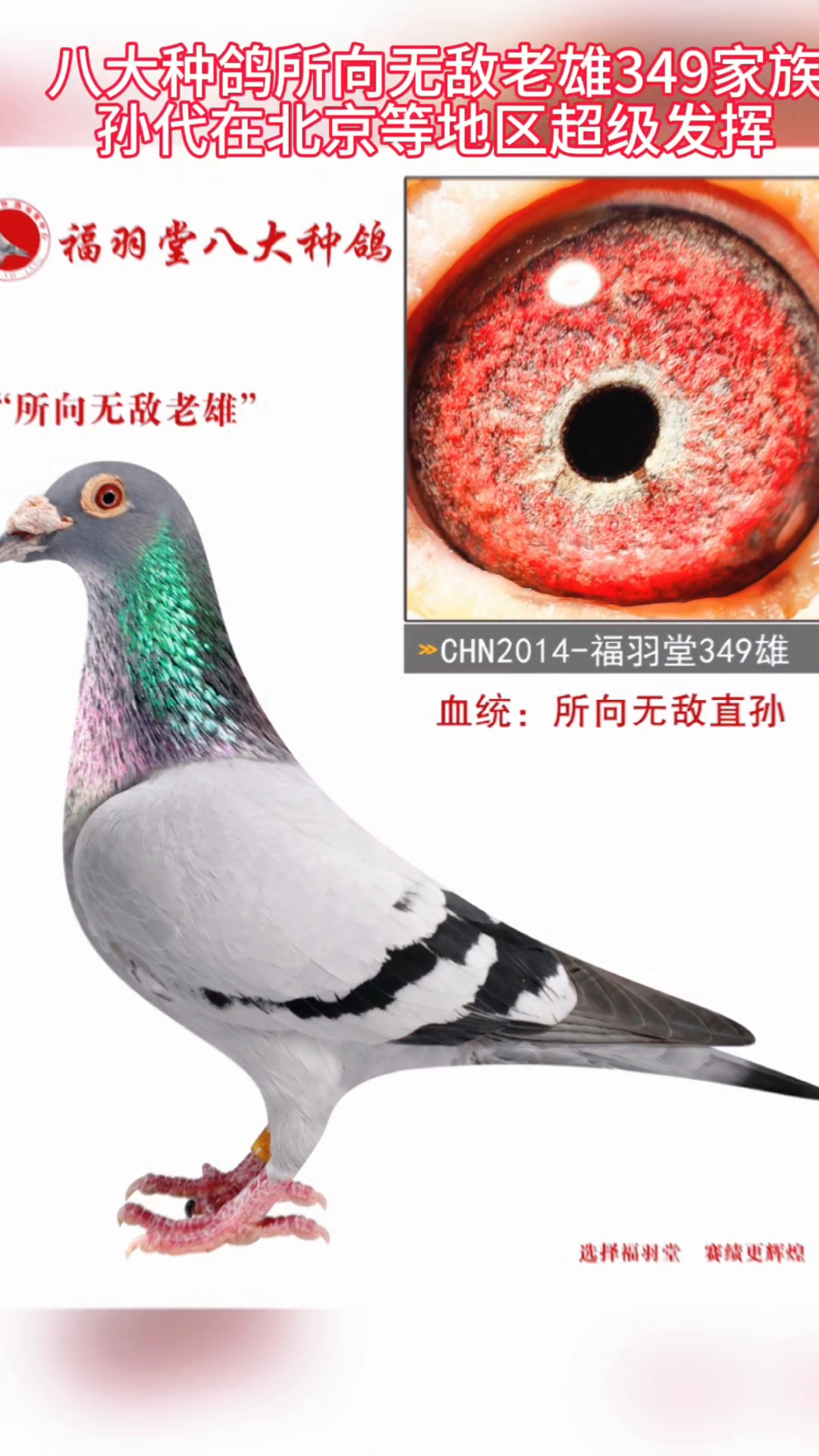 福羽堂种鸽基地八大种所向无敌老雄349家族实战家族