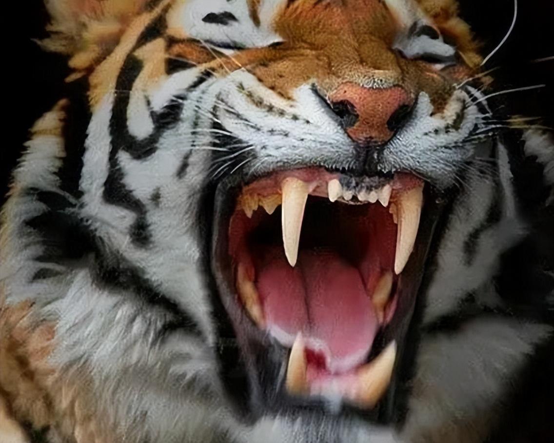 5头东北虎"惊现"吉林小镇,体重超500斤,一击就能拍碎野猪的头