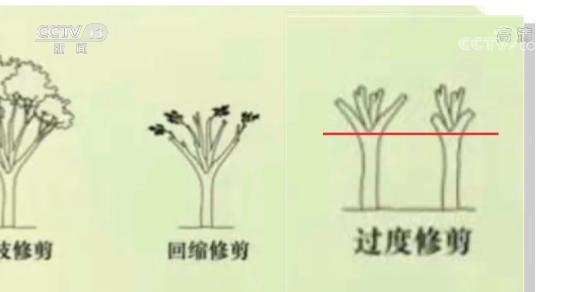 绿化树枝修剪的正确方法