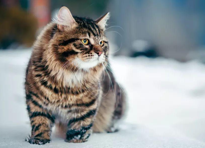 报复心最强的6大猫咪,打它一次,恨你一世!