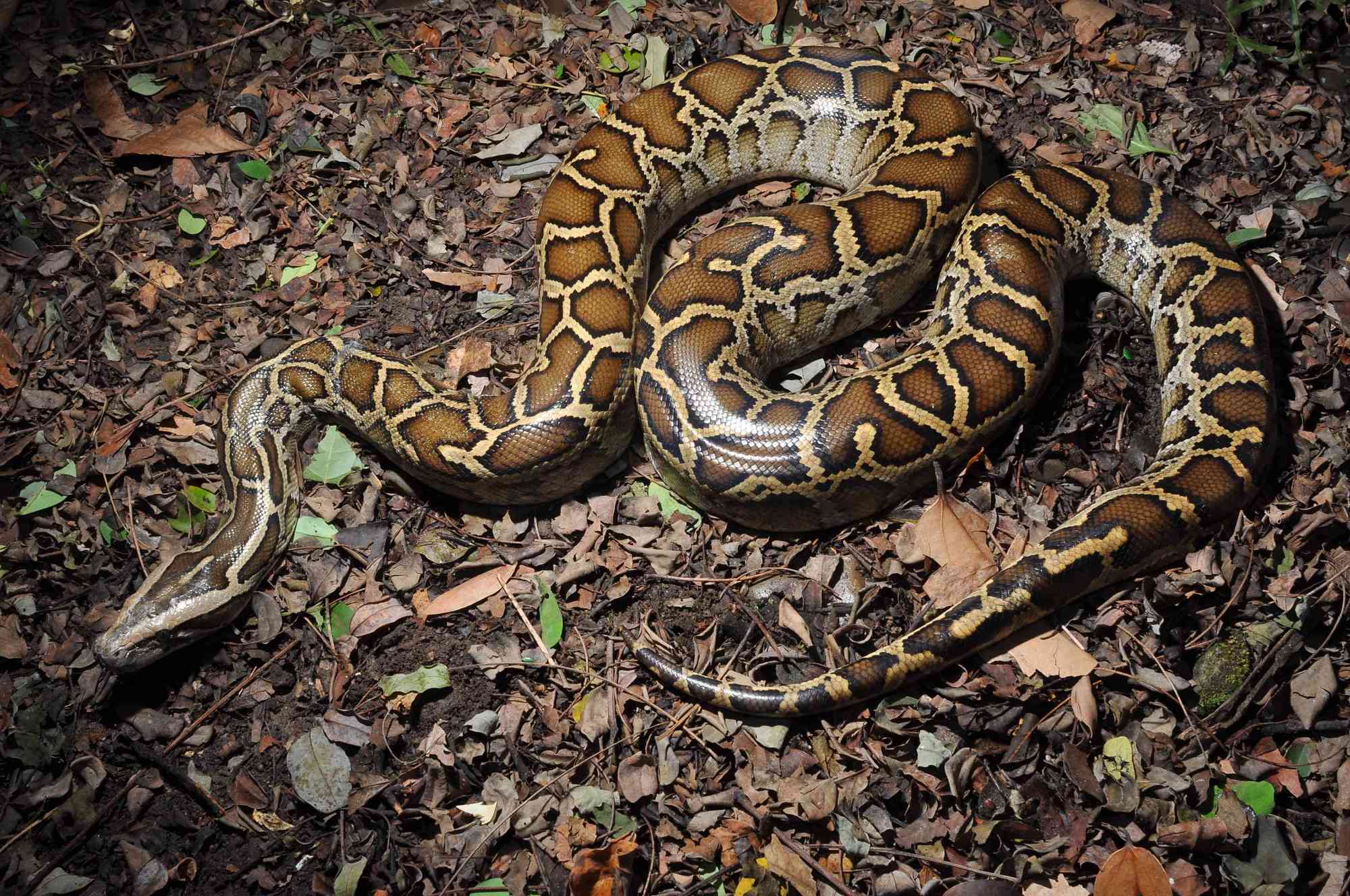 缅甸蟒在美国泛滥成灾,大量蟒蛇难逢敌手,全职猎人也无能为力