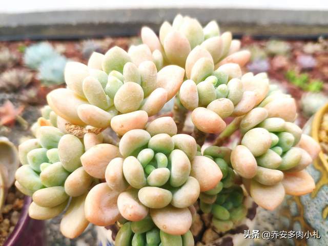 多肉珠圆玉润,呆萌可喜,可以在广东养得好的圆滚滚系列多肉