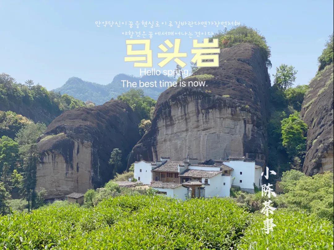 苦等一年只为喝它一口,马头岩老树肉桂,稠滑如浆,不逊水仙之醇