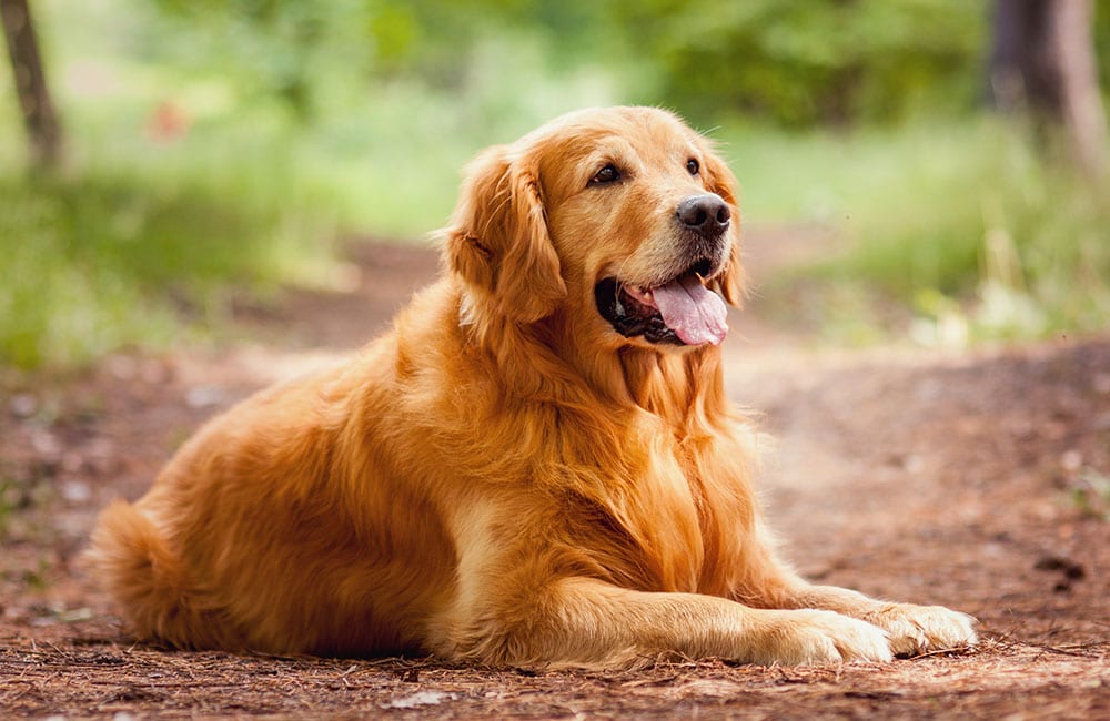 全球珍宝 世界名犬