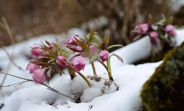 名字俗氣花不俗,被