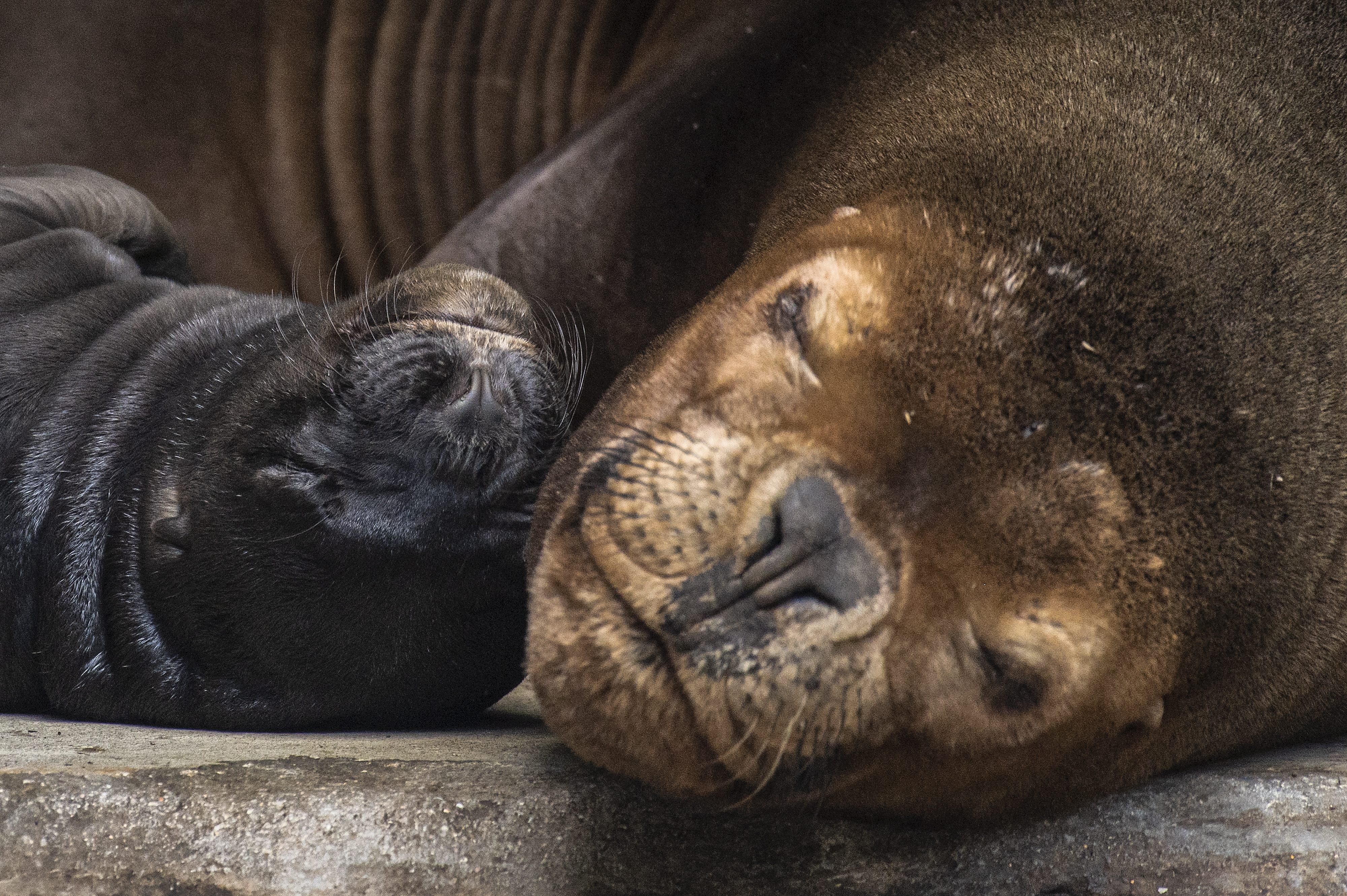 美泉宫动物园的海狮宝宝